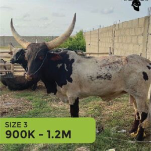 Cow 900k - 1.2m