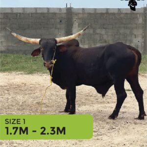 Cow 1.7m - 2.3m