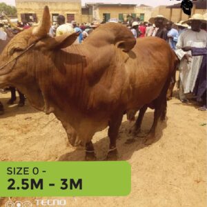 Cow 2.5m - 3m